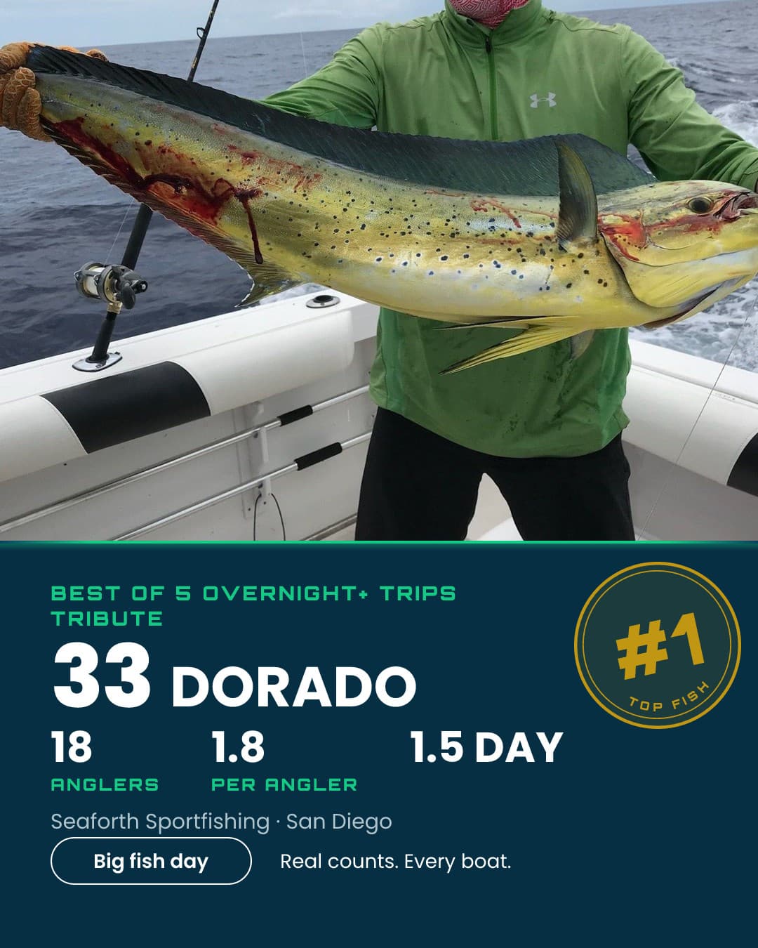 33 Dorado on the Tribute.