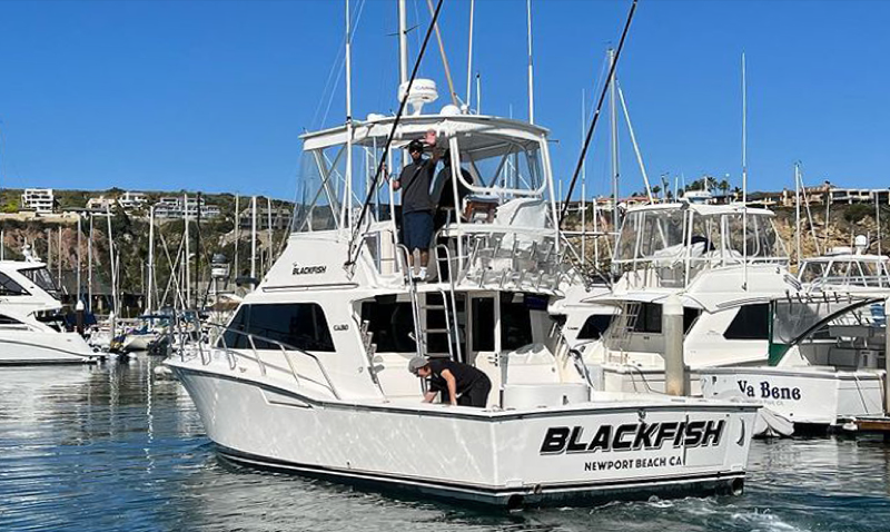Blackfish
