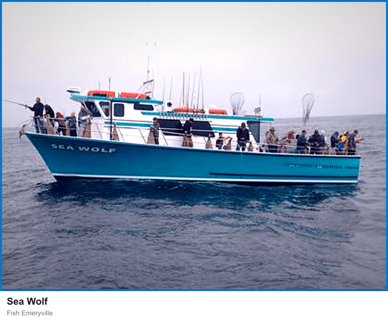 Sea Wolf