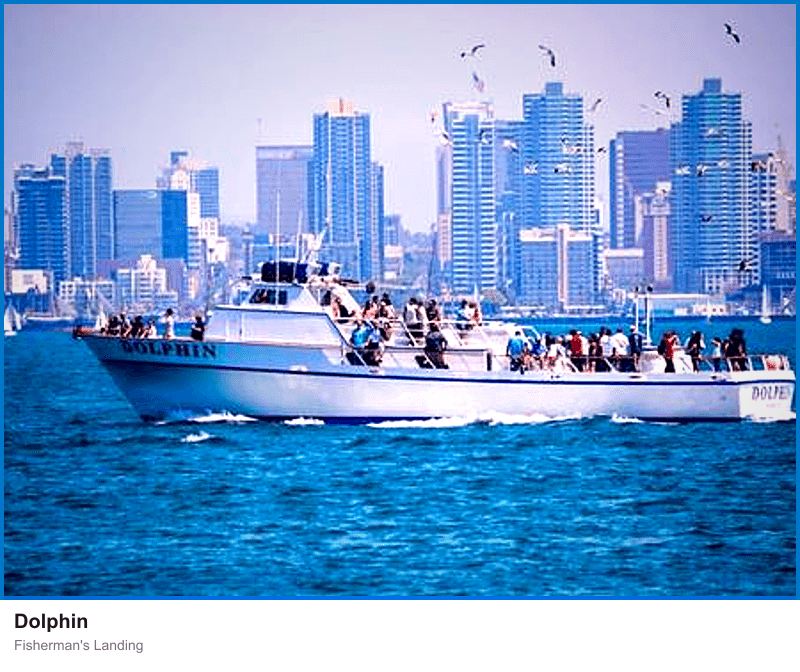 Dolphin at Fisherman’s