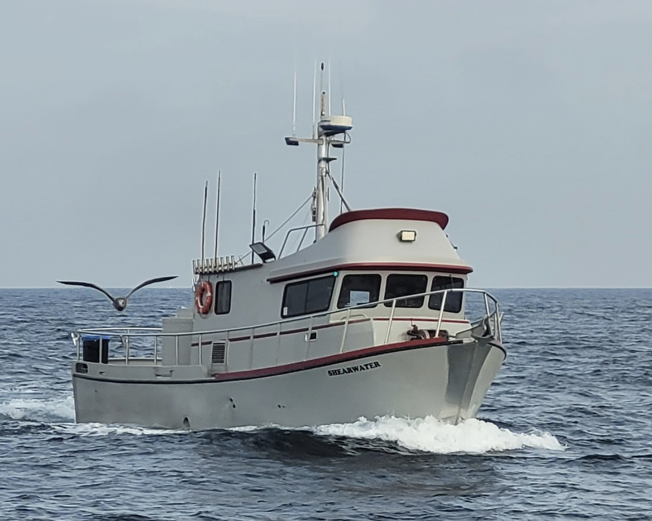 Shearwater