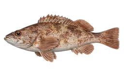 Sand Bass