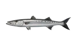 Barracuda
