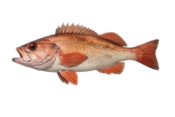 Bocaccio