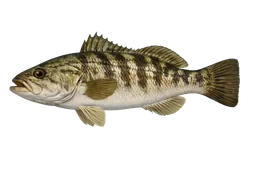 Calico Bass
