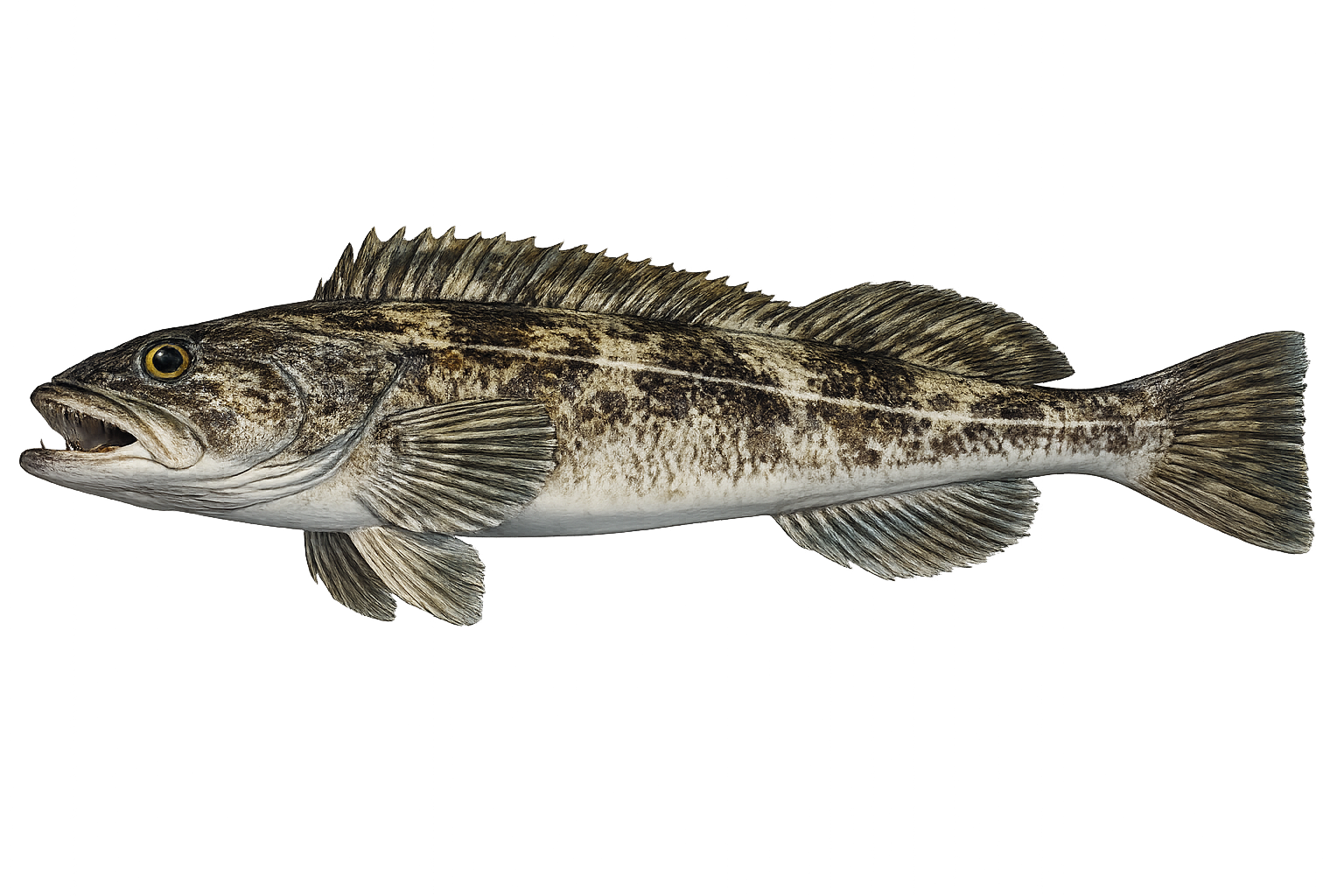 Lingcod