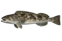 Lingcod
