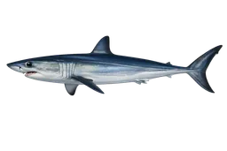 Shortfin Mako Shark