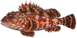 Sculpin