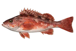 Vermilion Rockfish (Reds)