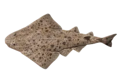 Pacific Angel Shark