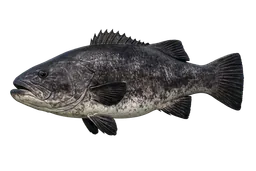 Giant Sea Bass