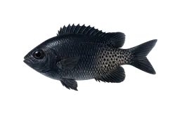 Blacksmith (Blacksmith Perch)