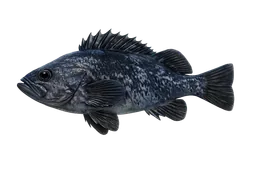 Blue Rockfish
