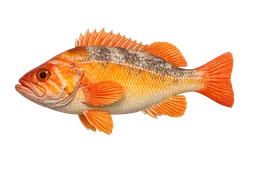 Canary Rockfish