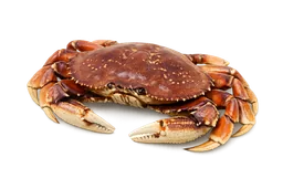 Dungeness Crab