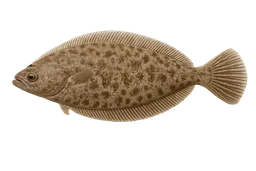 Fantail Sole