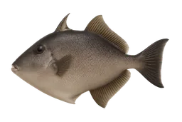 Finescale Triggerfish