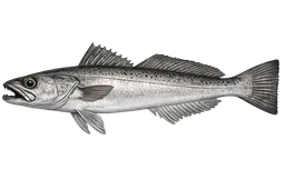 Pacific Hake (Whiting)