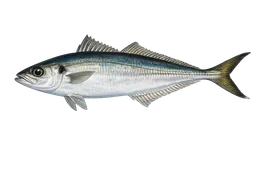 Jack Mackerel