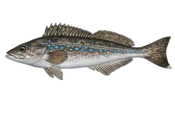 Kelp Greenling