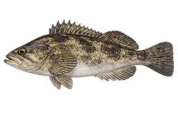 Kelp Rockfish