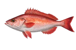 Pacific Ocean Perch