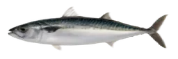Pacific Halibut
