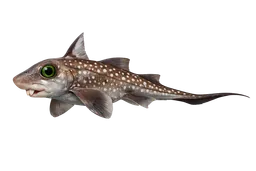 Spotted Ratfish