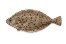 Sanddab