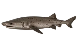 Sevengill Shark