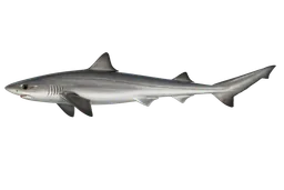 Soupfin Shark