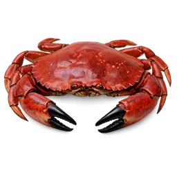 Spider Crab (Sheep Crab)