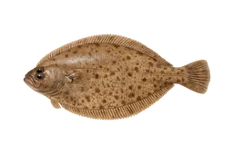 Starry Flounder