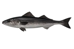 Pacific Tomcod
