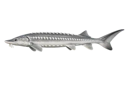 White Sturgeon
