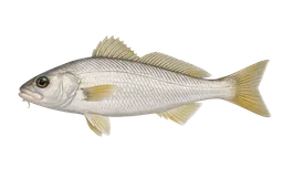 Yellowfin Croaker