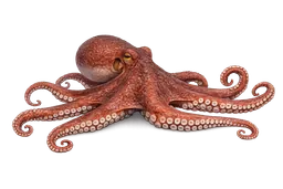 Humboldt Squid
