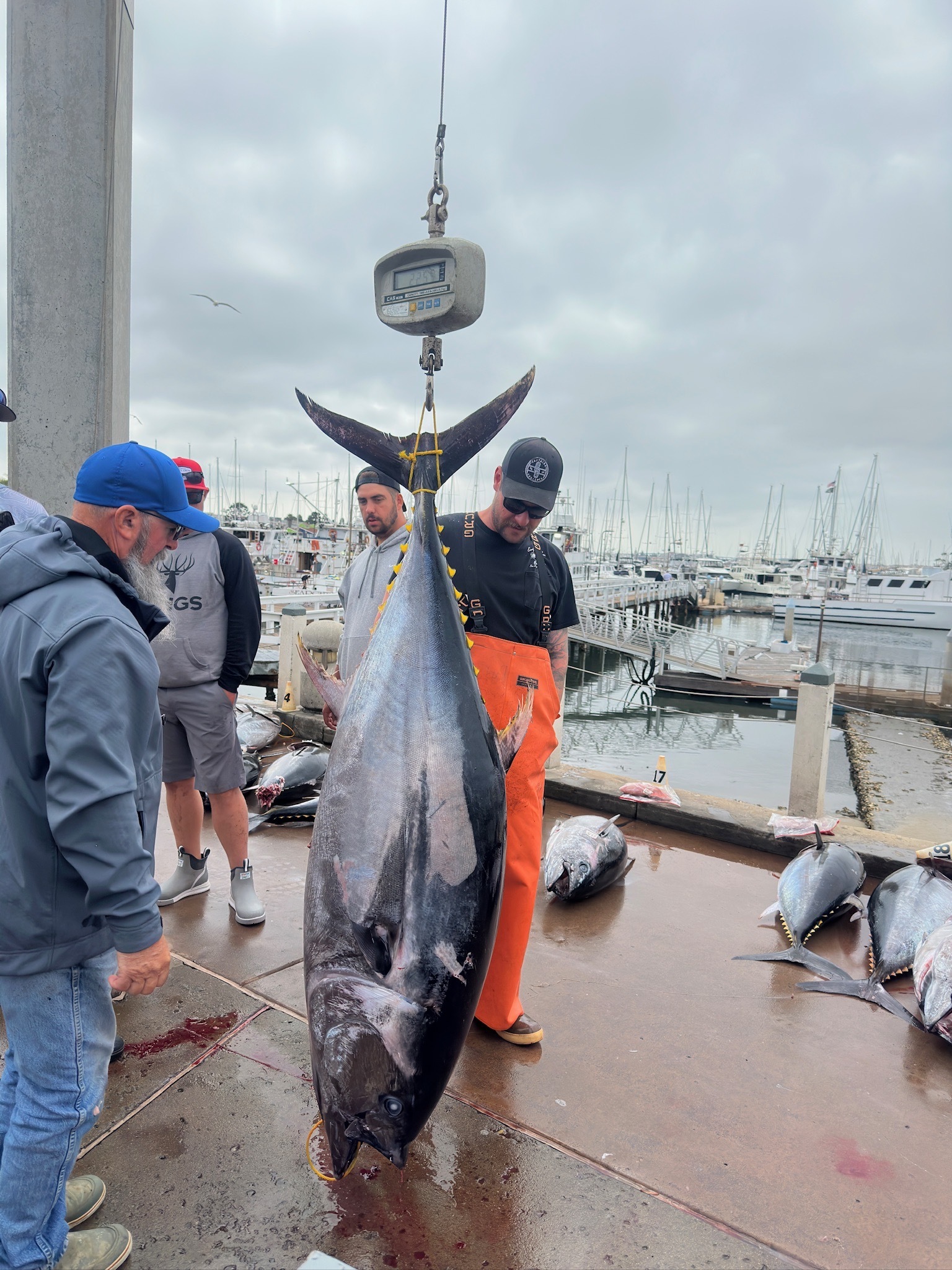 San Diego Bluefin in April — The Season Nobody Told You Started