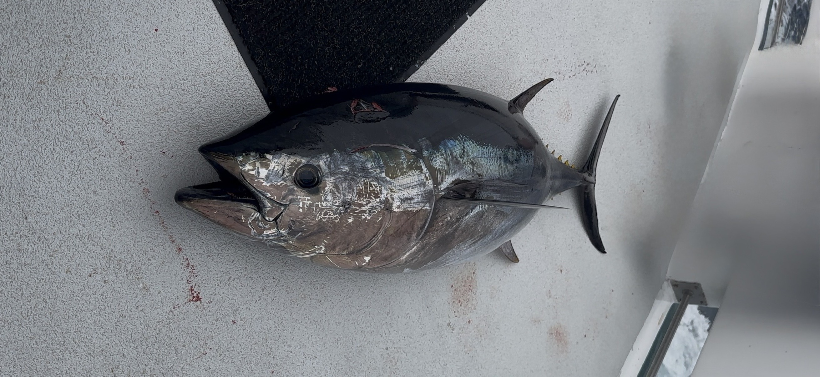 San Diego Bluefin in May — Limits Every Trip, And the Cows Have Arrived