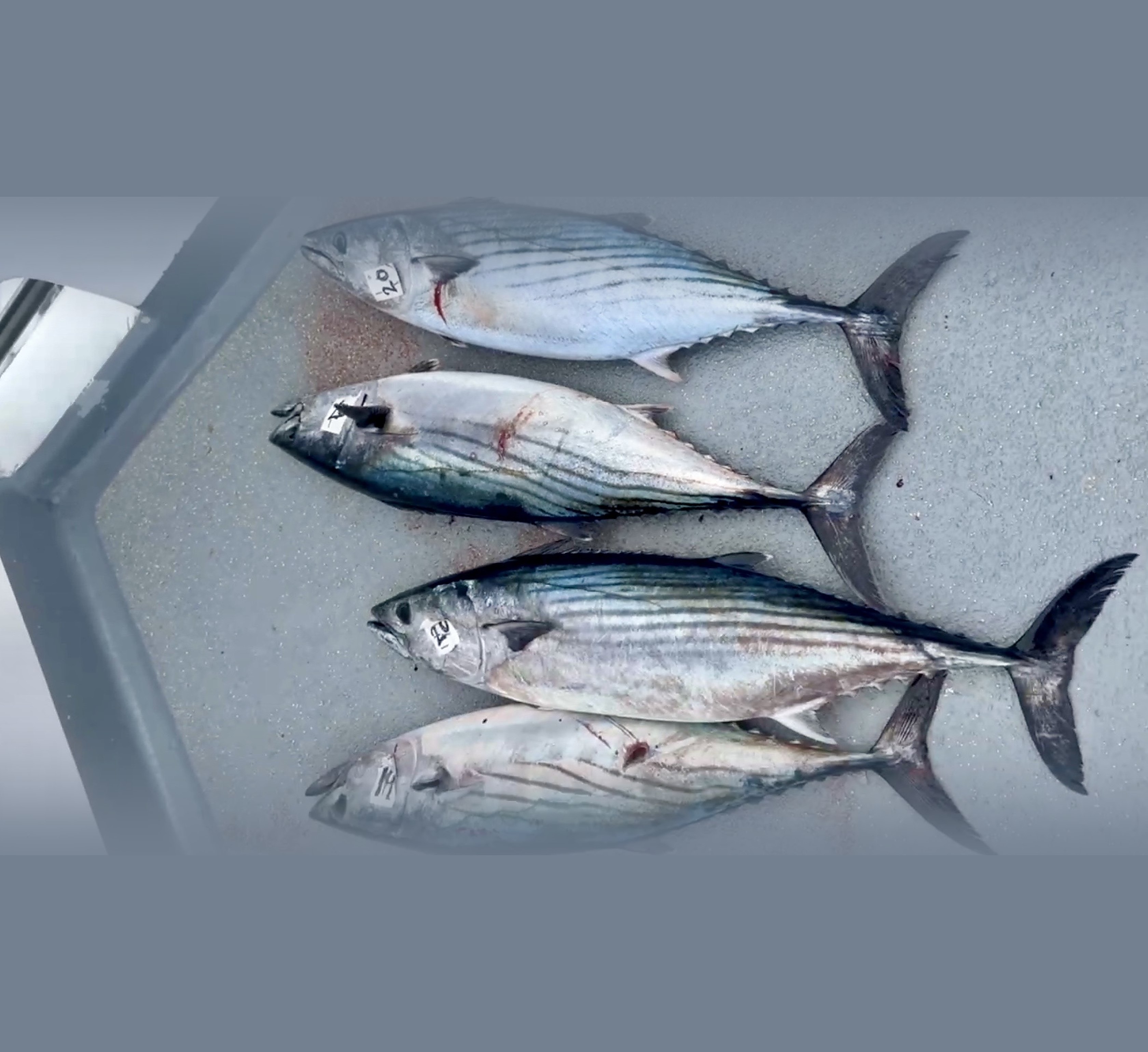 San Diego Bonito Quietly 4x'd in a Month — Here's Your Insurance Bite