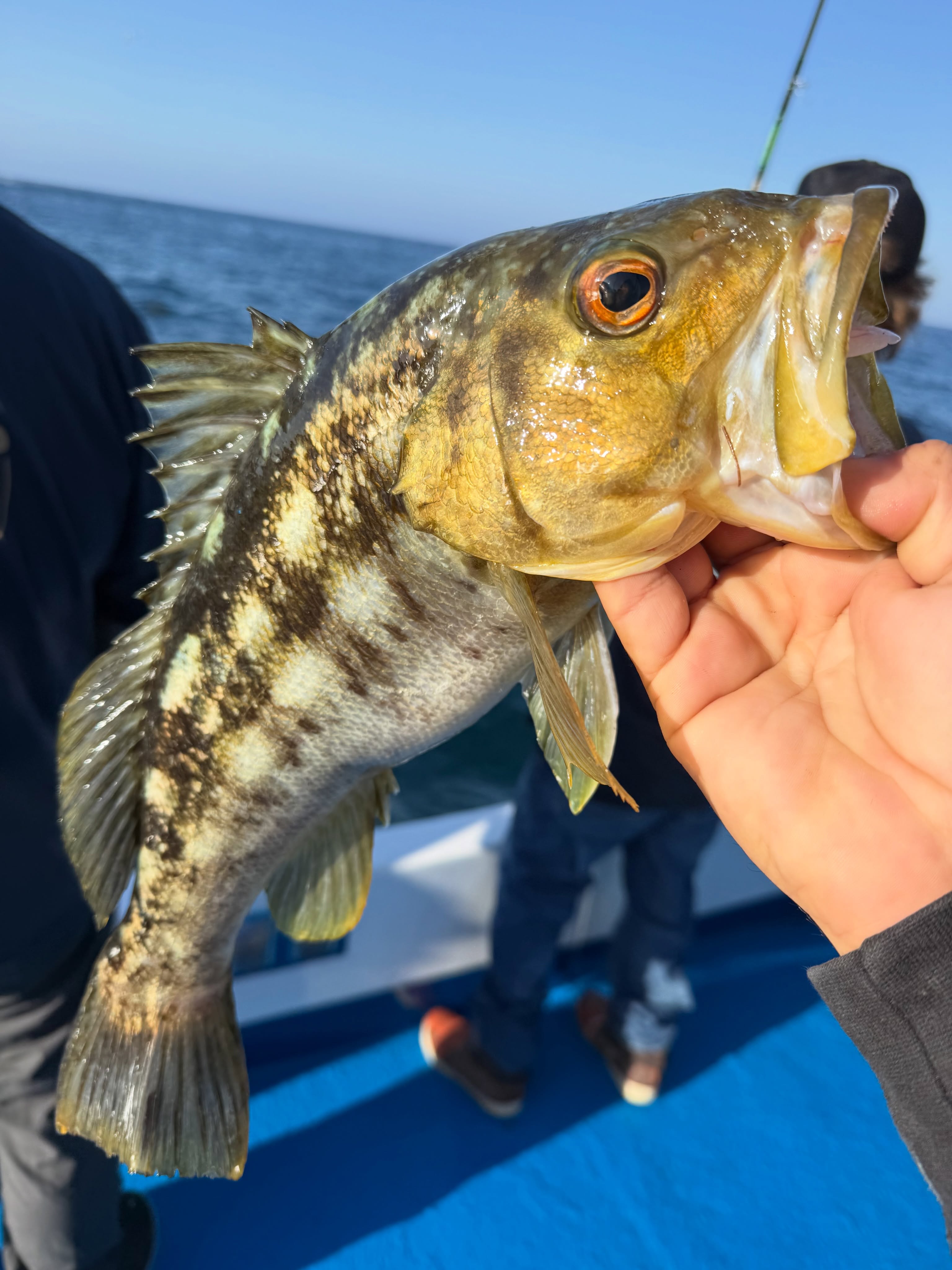 San Diego Calicos Just 16x'd on the Kelp — Half-Day Limits Are Back