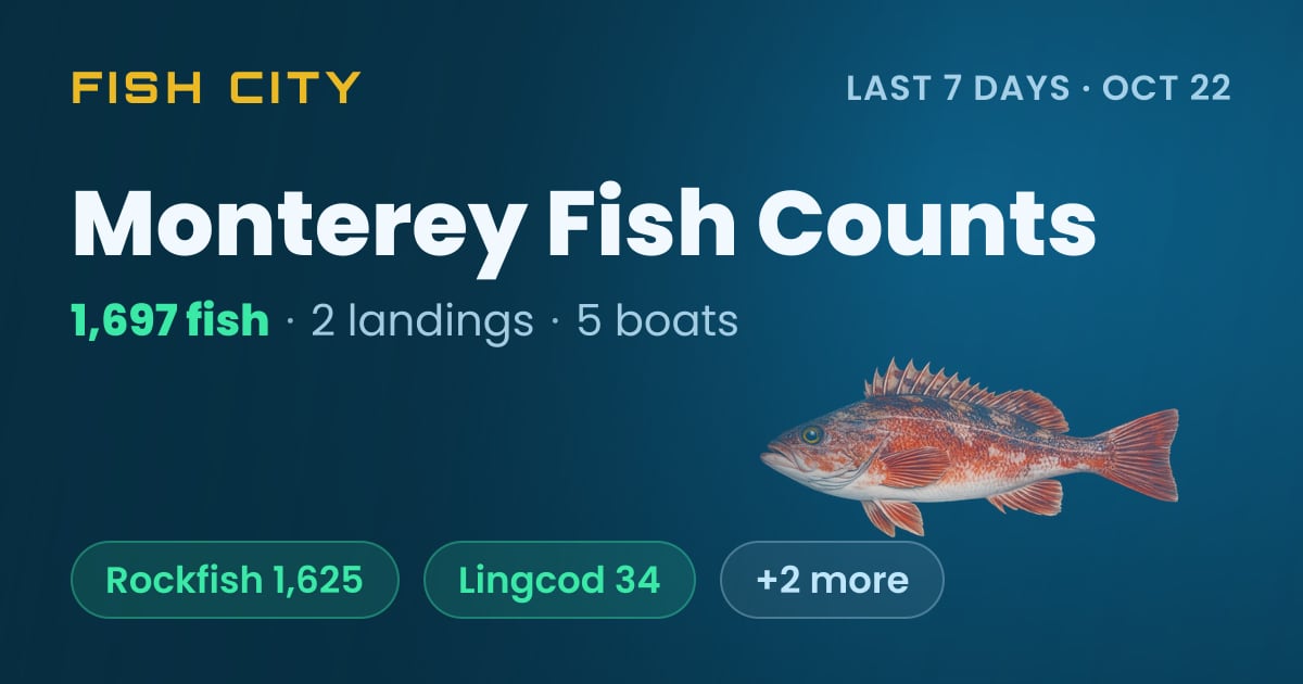 Monterey Fish Counts: 1,438 Fish in 7 Days (Oct 19)