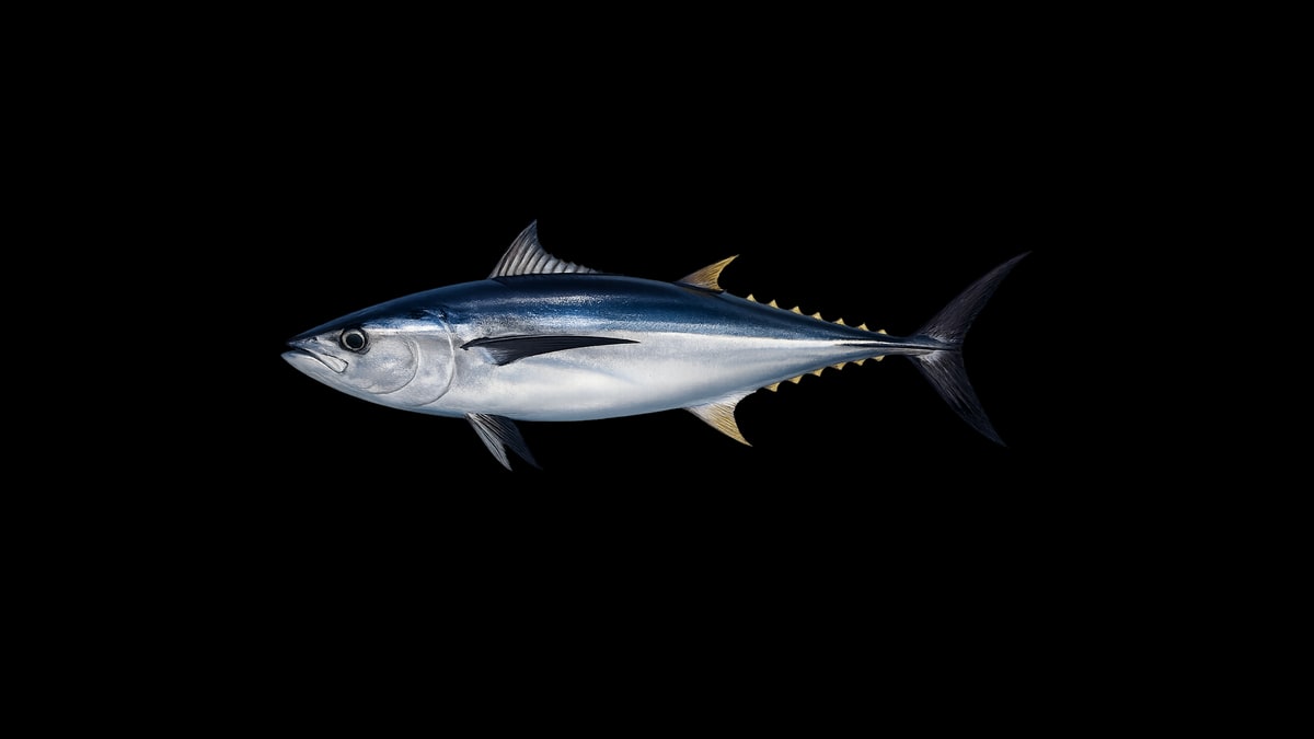 Albacore tuna studio illustration — long-finned tuna with distinctive elongated pectoral fins and dark blue back — against a black background.