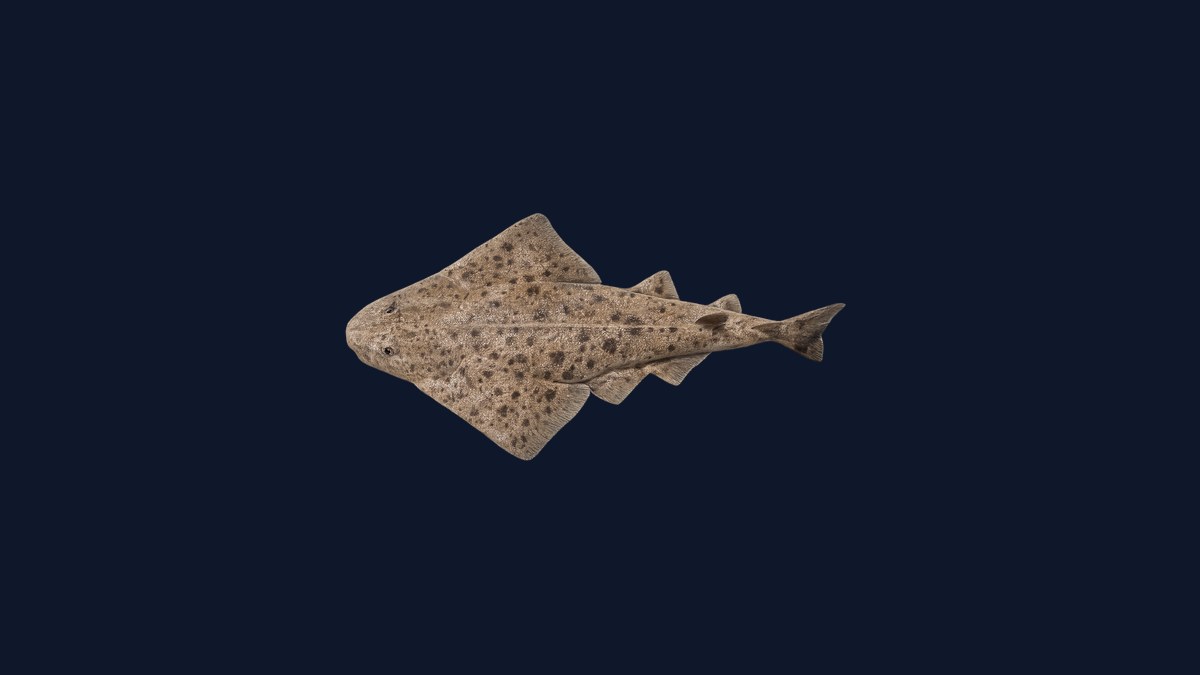Pacific angel shark studio illustration — flattened shark with broad pectoral fins spread like wings, mottled gray-brown dorsal surface, against a black background.