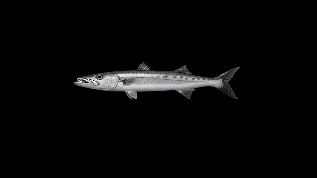 California barracuda studio illustration — sleek silver torpedo-shaped fish with prominent teeth and dark back against a black background.
