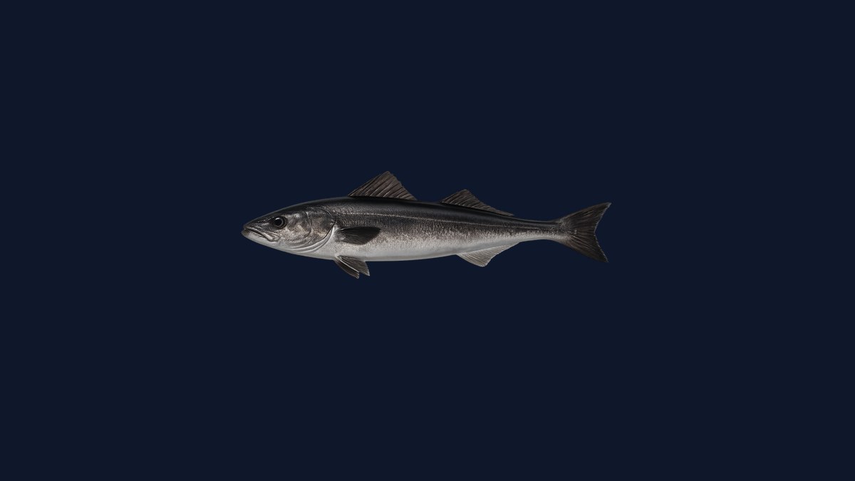 Black cod (sablefish) studio illustration — elongated dark fish with small scales and a broad tail against a black background.
