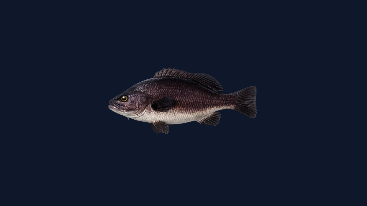 Black croaker studio illustration — dark-sided croaker with pale belly, found in rocky reef caves and crevices — against a light background.