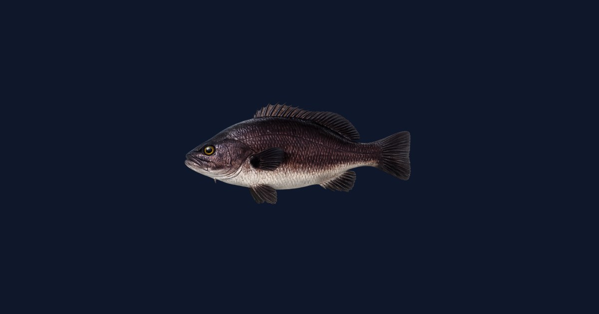 Shadow Croaker Black Croaker Fishing California — Rocky Reef Tactics & Regulations ...