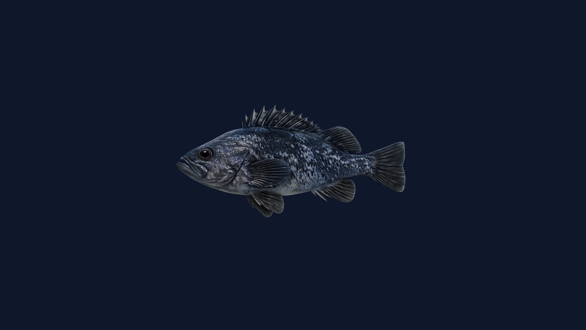Black rockfish studio illustration — dark grey-black body with mottled flanks and spiny dorsal fin against a black background.